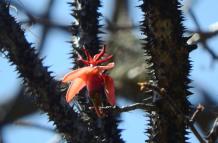 Hallan nueva especie de árbol en Loja