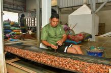 CacaoFRANCISCO FLORES  - 24122025 - CACAO DURAN (39)