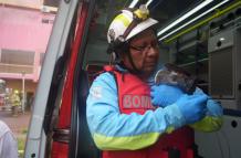 bomberos gato incendio Multicomercio 11 feb 26