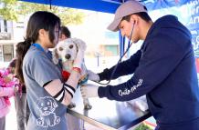 atención a los animalitos de la calle en Quito