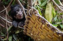 Oso andino zoológico de Quito
