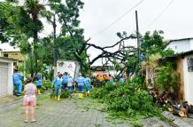 árbol caído en La Alborada