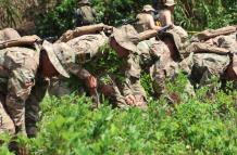 cultivos ilegales de la hoja de coca