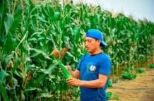 Agricultores de Ecuador temen perder competitividad por maíz subsidiado de EE. UU.