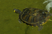 Las comunidades locales buscan la protección del territorio.