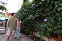 Plantas ornamentales invasivas.