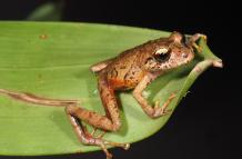 Ranas nuevas en cordillera