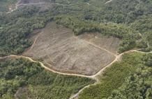 deforestación en Indonesia