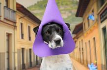 Perritos disfrazados de cucuruchos buscan adopción en Quito.