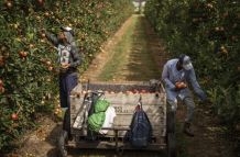 migrantes en el campo