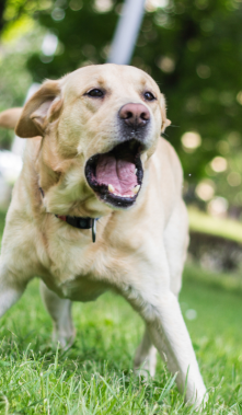 perro