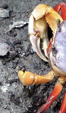 Veda de cangrejos en Ecuador