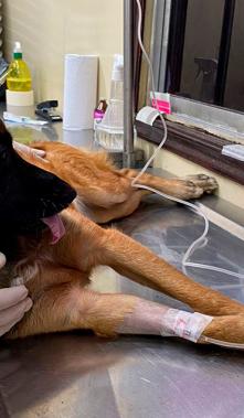 esterilización perro mascotas