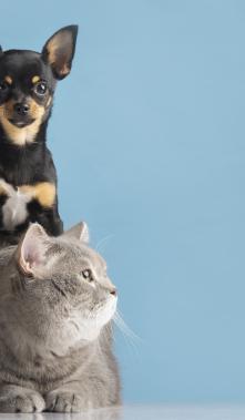 mascotas perro y gato