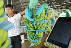 Banano+exportación+mercado