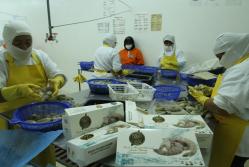 Exportación de camarón de Ecuador