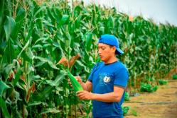 Agricultores de Ecuador temen perder competitividad por maíz subsidiado de EE. UU.