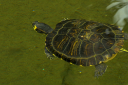 Las comunidades locales buscan la protección del territorio.