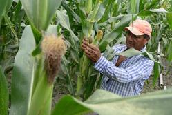 En los últimos meses, los agricultores han enfrentado un incremento en el precio de fertilizantes.