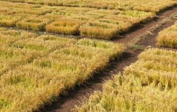 Mundo, Chile, Investigación científica, Cambio climático, Agricultura