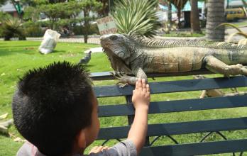 parque de las iguanas descuido animales guayaquil