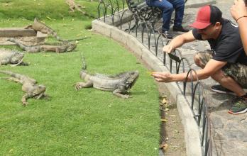 parque de las iguanas descuido animales guayaquil