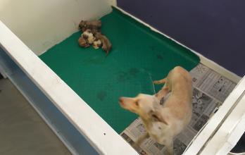 perros abandonados
