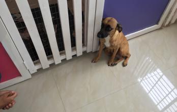 perros abandonados