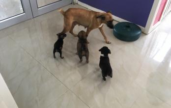 perros abandonados