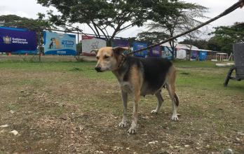 perros abandonados