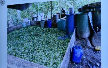 Plantaciones droga La Hormiga