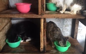 cada gatito tiene su espacio para servirse sus alimentos.