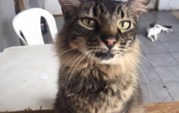 Uno de los 80 gatos del refugio.