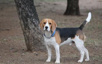 beagle-razas-favoritas-perros-populares-akc