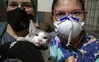 Mascotas