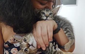 Mascotas