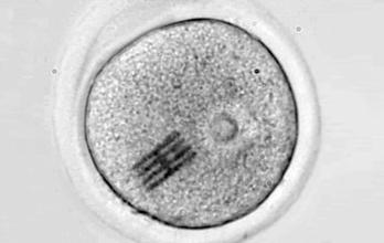 Chips-en-ovulos-para-estudiar-las-primeras-fases-del-desarrollo
