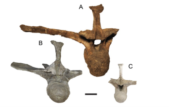 deinosuchus-vertebras
