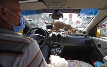 gatos en el taxi