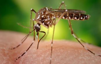 Salud_Dengue_Mosquitos_Florida