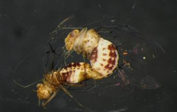 cochinilla-curvatacopulahabitus-hermafrodita
