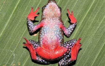 Atelopus-rana-nueva-ciencia-perú