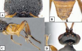 avispa-parasitoide-godzilla-acuatica