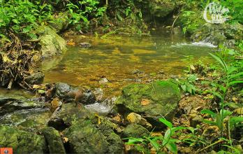 guayacos-guayaquil-naturaleza-juan-dios-morales