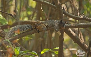 Ardilla de Guayaquil (Simosciurus stramineus - Endémica)