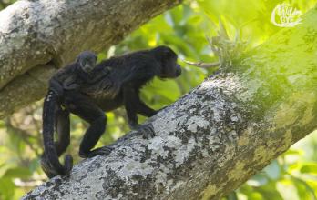 BIODIVERSIDAD GUAYACA Mono Aullador de la costa (Alloutta palliata - En Peligro)