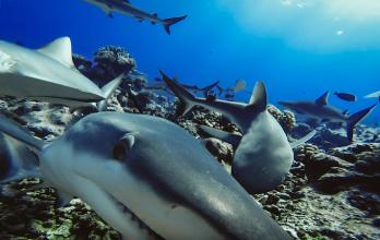 tiburones-arrecife-extincion-estudio-investigacion-cientifica