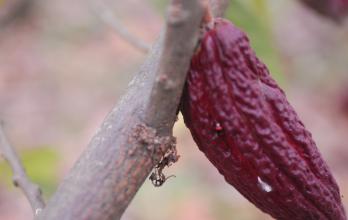 Cacao