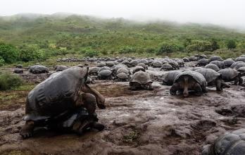 La población de tortugas gigantes en el volcán Alcedo, de la isla Isabela, es la más grande de todas.