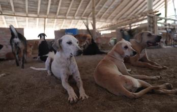 Perros rescatados del santuario